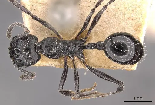 Aphaenogaster pachei specimen CASENT0907694 image casent0907694_1