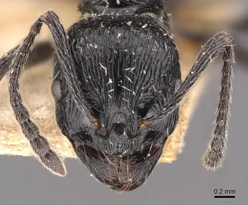 Aphaenogaster pachei specimen CASENT0907694 image casent0907694_2