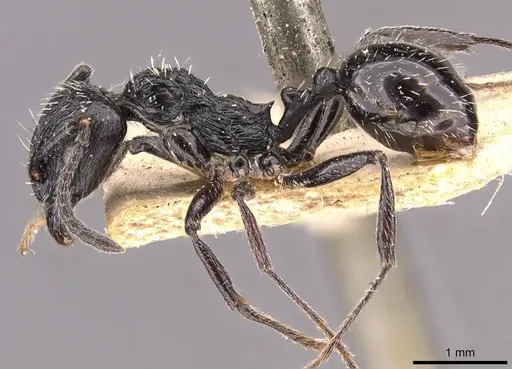 Aphaenogaster pachei specimen CASENT0907694 image casent0907694_3