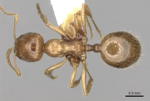 Aphaenogaster pallida specimen CASENT0280960 image casent0280960_1