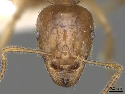 Aphaenogaster pallida specimen CASENT0280960 image casent0280960_2