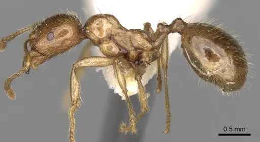Aphaenogaster pallida specimen CASENT0280960 image casent0280960_3
