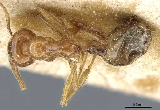 Aphaenogaster pallida specimen CASENT0904154 image casent0904154_1
