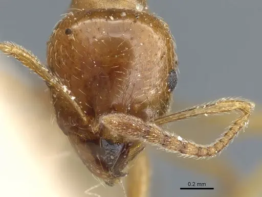 Aphaenogaster pallida specimen CASENT0904154 image casent0904154_2