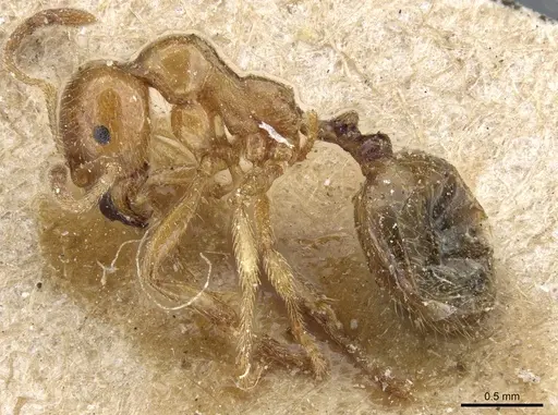 Aphaenogaster pallida specimen CASENT0904154 image casent0904154_3