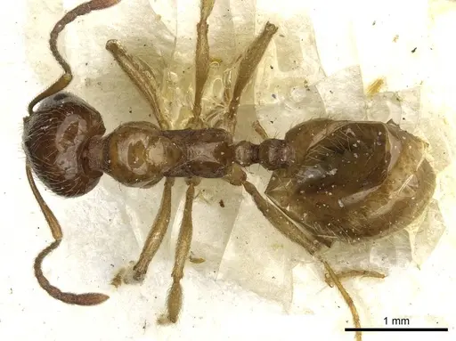 Aphaenogaster pallida specimen CASENT0913118 image casent0913118_1