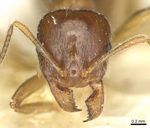 Aphaenogaster pallida specimen CASENT0913118 image casent0913118_2