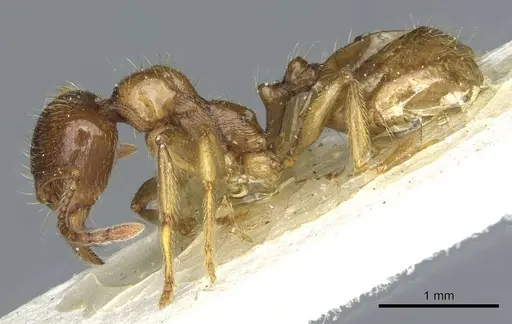 Aphaenogaster pallida specimen CASENT0913118 image casent0913118_3