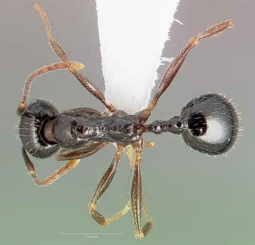 Aphaenogaster patruelis specimen CASENT0005726 image casent0005726_1