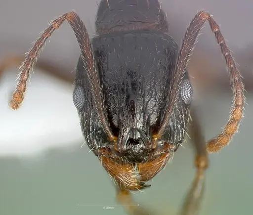 Aphaenogaster patruelis specimen CASENT0005726 image casent0005726_2