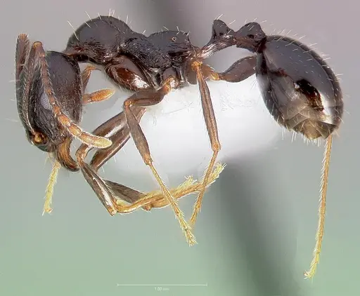 Aphaenogaster patruelis specimen CASENT0005726 image casent0005726_3