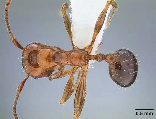 Aphaenogaster patruelis specimen CASENT0844126 image casent0844126_1