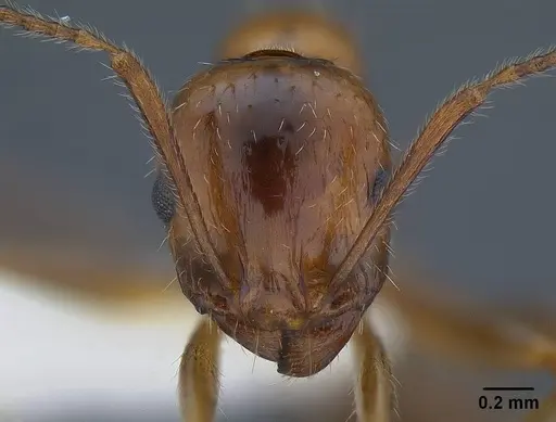 Aphaenogaster patruelis specimen CASENT0844126 image casent0844126_2