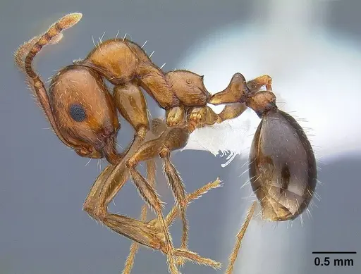 Aphaenogaster patruelis specimen CASENT0844126 image casent0844126_3