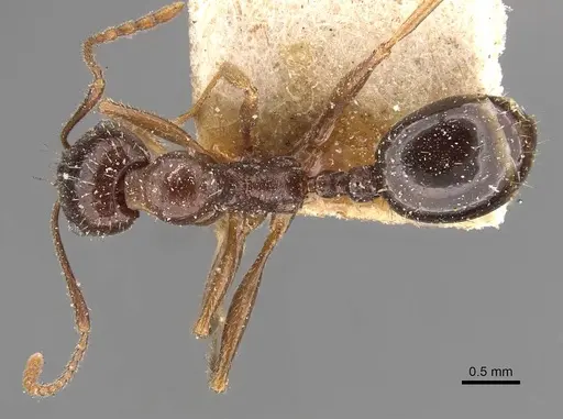 Aphaenogaster patruelis specimen CASENT0907691 image casent0907691_1