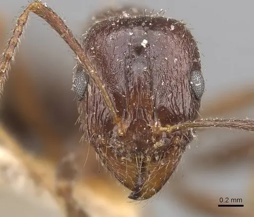 Aphaenogaster patruelis specimen CASENT0907691 image casent0907691_2
