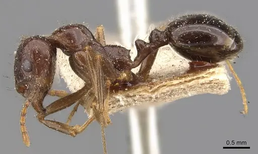 Aphaenogaster patruelis specimen CASENT0907691 image casent0907691_3