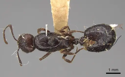Aphaenogaster patruelis specimen CASENT0923025 image casent0923025_1