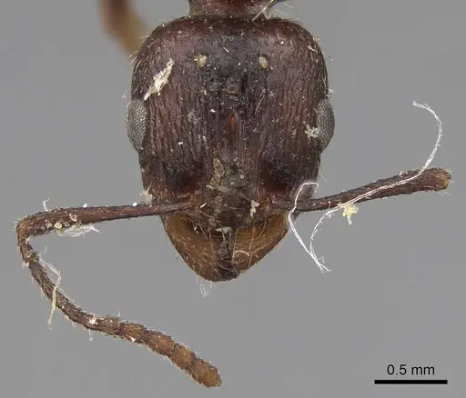 Aphaenogaster patruelis specimen CASENT0923025 image casent0923025_2