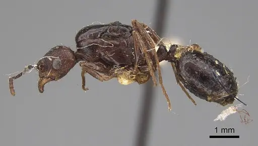 Aphaenogaster patruelis specimen CASENT0923025 image casent0923025_3