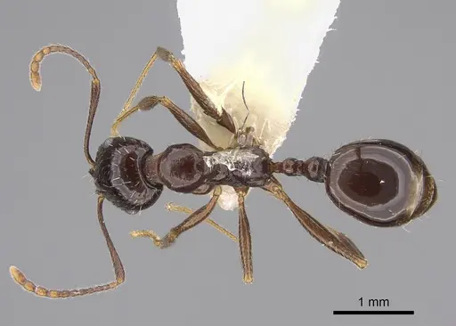 Aphaenogaster patruelis specimen CASENT0923366 image casent0923366_1