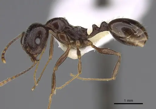 Aphaenogaster patruelis specimen CASENT0923366 image casent0923366_3