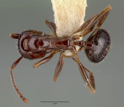 Aphaenogaster patruelis specimen CASTYPE03684 image castype03684_1