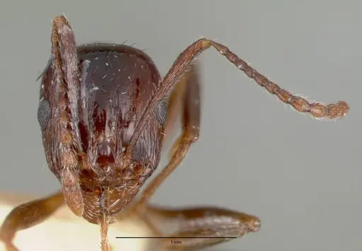 Aphaenogaster patruelis specimen CASTYPE03684 image castype03684_2