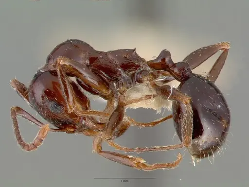 Aphaenogaster patruelis specimen CASTYPE03684 image castype03684_3