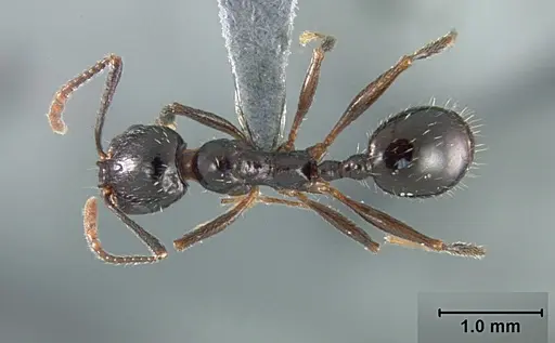 Aphaenogaster patruelis specimen USNMENT01129589 image usnment01129589_1