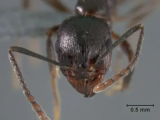 Aphaenogaster patruelis specimen USNMENT01129589 image usnment01129589_2