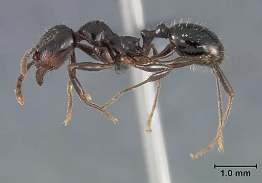 Aphaenogaster patruelis specimen USNMENT01129589 image usnment01129589_3