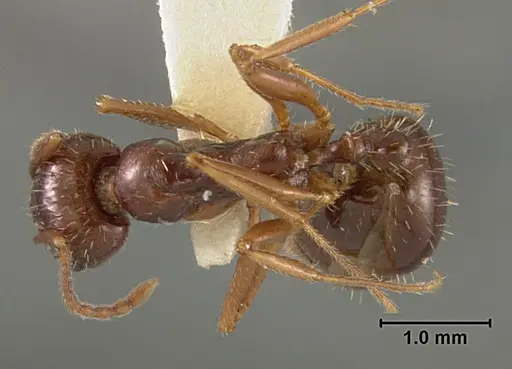Aphaenogaster patruelis specimen USNMENT01129594 image usnment01129594_1
