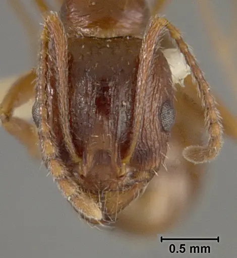 Aphaenogaster patruelis specimen USNMENT01129594 image usnment01129594_2
