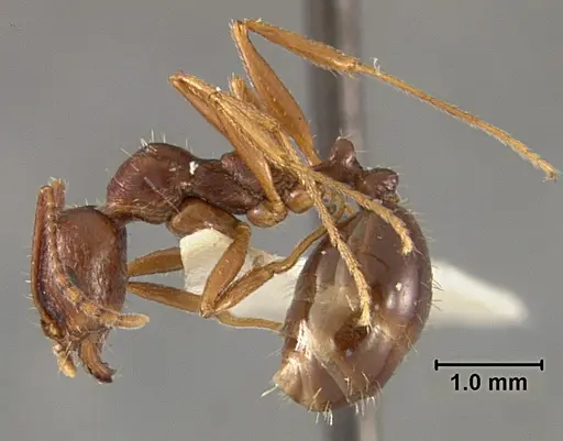 Aphaenogaster patruelis specimen USNMENT01129594 image usnment01129594_3