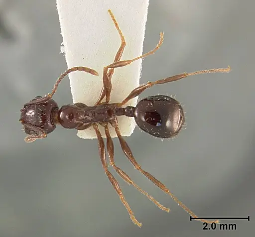 Aphaenogaster patruelis specimen USNMENT01129597 image usnment01129597_1