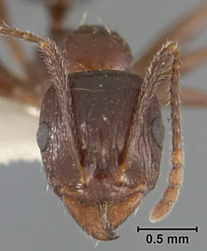 Aphaenogaster patruelis specimen USNMENT01129597 image usnment01129597_2