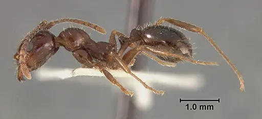 Aphaenogaster patruelis specimen USNMENT01129597 image usnment01129597_3
