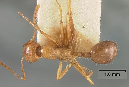Aphaenogaster patruelis specimen USNMENT01129598 image usnment01129598_1