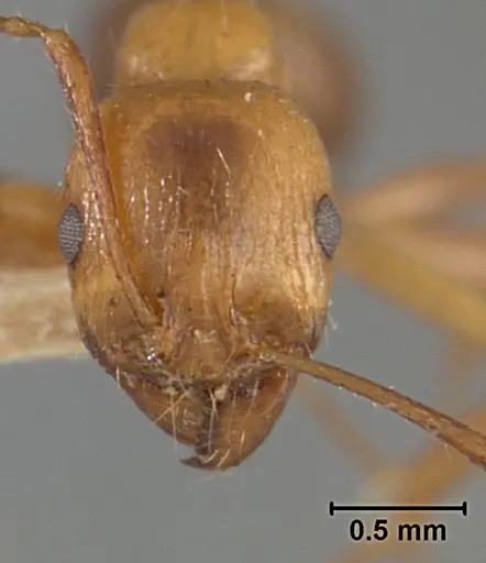 Aphaenogaster patruelis specimen USNMENT01129598 image usnment01129598_2