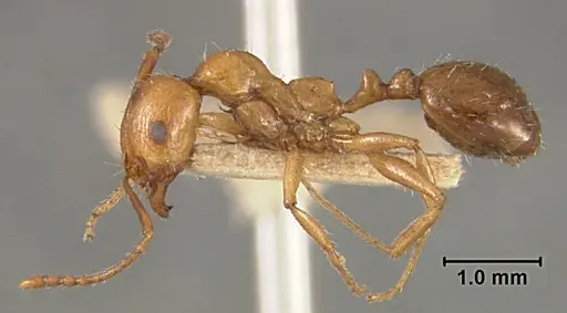 Aphaenogaster patruelis specimen USNMENT01129598 image usnment01129598_3