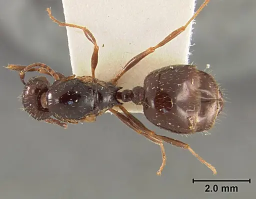 Aphaenogaster patruelis specimen USNMENT01129599 image usnment01129599_1
