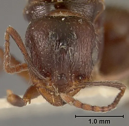 Aphaenogaster patruelis specimen USNMENT01129599 image usnment01129599_2
