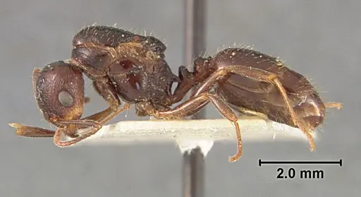 Aphaenogaster patruelis specimen USNMENT01129599 image usnment01129599_3
