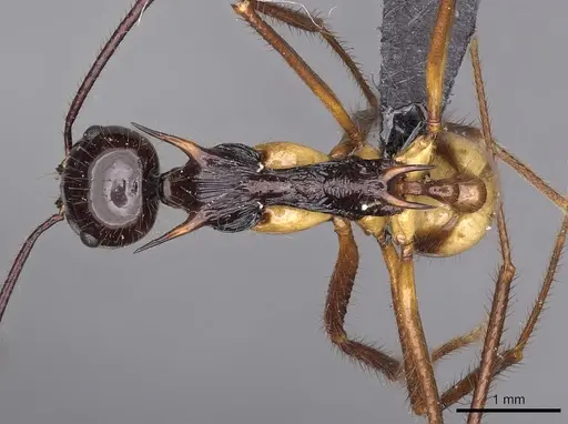 Aphaenogaster perplexa specimen CASENT0900451 image casent0900451_1