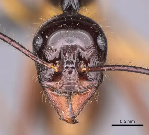 Aphaenogaster perplexa specimen CASENT0900451 image casent0900451_2