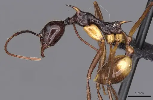 Aphaenogaster perplexa specimen CASENT0900451 image casent0900451_3