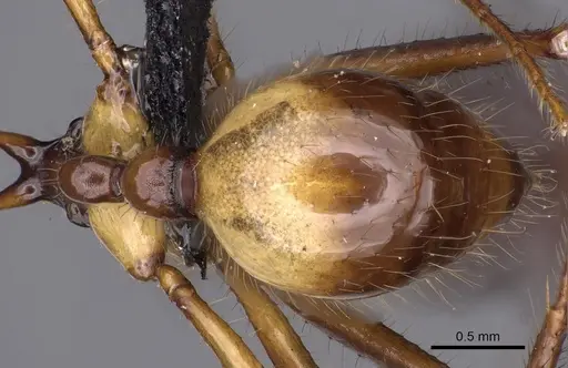 Aphaenogaster perplexa specimen CASENT0900451 image casent0900451_4