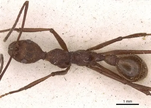 Aphaenogaster phalangium specimen CASENT0900418 image casent0900418_1
