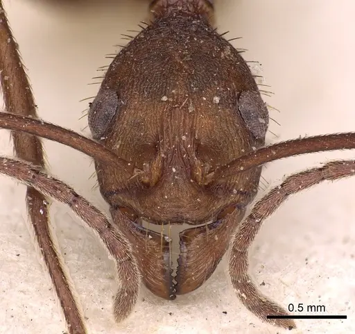 Aphaenogaster phalangium specimen CASENT0900418 image casent0900418_2
